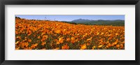 Framed Namaqua Parachute-Daisies flowers in a field, South Africa