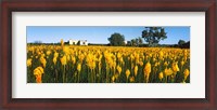 Framed Bulbinella nutans flowers in a field, Northern Cape Province, South Africa