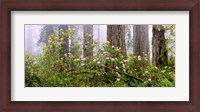 Framed Rhododendron flowers in a forest, Del Norte Coast State Park, Redwood National Park, Humboldt County, California, USA