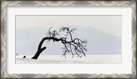 Framed Contorted tree at a frozen lake, Lake Kussharo, Hokkaido, Japan