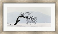 Framed Contorted tree at a frozen lake, Lake Kussharo, Hokkaido, Japan