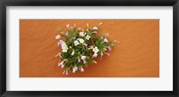 Framed Dune evening primrose flowers in sand, Valley of Fire State Park, Nevada, USA