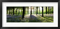 Framed Bluebells growing in a forest in the morning, Micheldever, Hampshire, England
