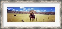 Framed Horses Grazing at Kolob Reservoir, Utah