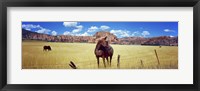 Framed Horses Grazing at Kolob Reservoir, Utah