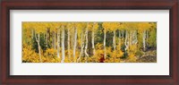 Framed Aspen Trees in Autumn, Dixie National Forest, Utah