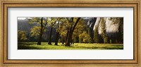 Framed Trees near the El Capitan, Yosemite National Park, California, USA