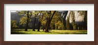 Framed Trees near the El Capitan, Yosemite National Park, California, USA