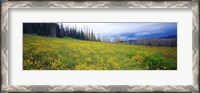 Framed Wildflowers in bloom at morning light, Dixie National Forest, Utah, USA