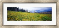 Framed Wildflowers in bloom at morning light, Dixie National Forest, Utah, USA