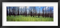 Framed Burnt Pines at the Grand Canyon, Arizona