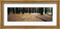 Framed Burnt pine trees in a forest, Yosemite National Park, California, USA