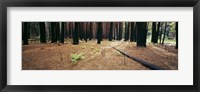 Framed Burnt pine trees in a forest, Yosemite National Park, California, USA