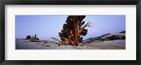 Framed Bristlecone pine tree in Ancient Bristlecone Pine Forest, White Mountains, California, USA