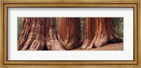 Framed Trees at Sequoia National Park, California, USA