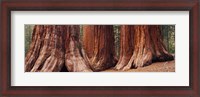 Framed Trees at Sequoia National Park, California, USA