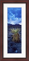 Framed Yucca flower in Red Rock Canyon National Conservation Area, Las Vegas, Nevada, USA