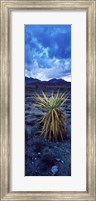 Framed Yucca flower in Red Rock Canyon National Conservation Area, Las Vegas, Nevada, USA