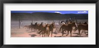 Framed Close up of Horses running in a field, Colorado