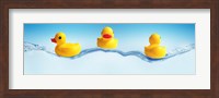 Framed Three ducks on water