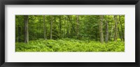 Framed Ferns blanketing floor of summer woods near Old Forge in the Adirondack Mountains, New York State, USA
