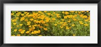 Framed California poppies (Eschscholzia californica) in bloom
