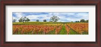 Framed Autumn color vineyards, Guerneville Road, Sonoma County, California, USA