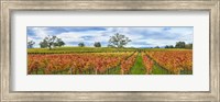 Framed Autumn color vineyards, Guerneville Road, Sonoma County, California, USA