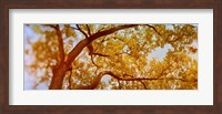 Framed Low angle view of a tree in autumn