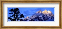 Framed Silhouette of a Limber Pine in front of mountains, Cathedral Group, Teton Range, Grand Teton National Park, Wyoming, USA