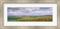 Framed Corn and Alfalfa Fields, Wisconsin