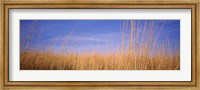 Framed Prairie Grass, Blue Sky, Marion County, Illinois, USA