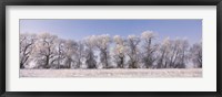 Framed Cottonwood trees covered with snow, Lower Klamath Lake, Siskiyou County, California, USA