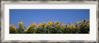 Framed Sunflowers in a field, Marion County, Illinois, USA (Helianthus annuus)