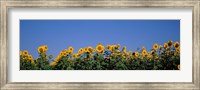 Framed Sunflowers in a field, Marion County, Illinois, USA (Helianthus annuus)