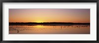 Framed Pelicans and other wading birds at sunset, J.N. Ding Darling National Wildlife Refuge, Sanibel Island, Florida, USA