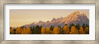 Framed Aspen trees on a mountainside, Grand Teton, Teton Range, Grand Teton National Park, Wyoming, USA