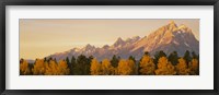 Framed Aspen trees on a mountainside, Grand Teton, Teton Range, Grand Teton National Park, Wyoming, USA