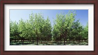 Framed USA, New Mexico, Tularosa, pecan trees