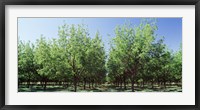 Framed USA, New Mexico, Tularosa, pecan trees