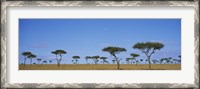 Framed Acacia trees on a landscape, Maasai Mara National Reserve, Kenya