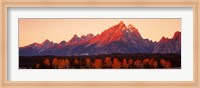 Framed Aspens, Teton Range, Grand Teton National Park, Wyoming, USA