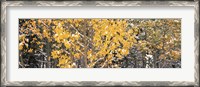 Framed Aspen trees in autumn, Grand Teton National Park, Wyoming, USA