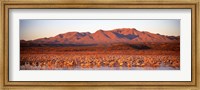 Framed Sandhill Crane, Bosque Del Apache, New Mexico, USA