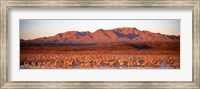 Framed Sandhill Crane, Bosque Del Apache, New Mexico, USA