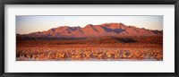 Framed Sandhill Crane, Bosque Del Apache, New Mexico, USA