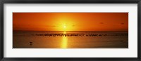 Framed Flock of seagulls on the beach at sunset, South Padre Island, Texas, USA