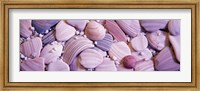 Framed Close-up of seashells