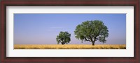 Framed Two almond trees in wheat field, Plateau De Valensole, France