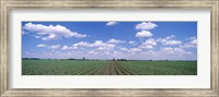 Framed Cornfield, Marion County, Illinois, USA